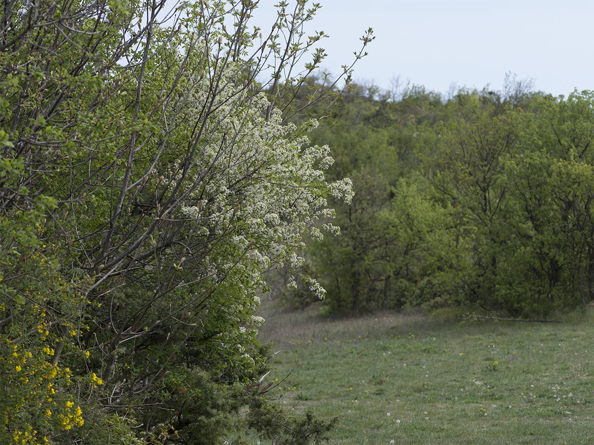 Pyrus amygdaliformis